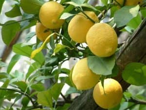 Limone Interdonato