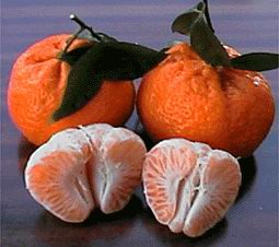 Mandarino Avana Apireno nucellare 62-Ap.9