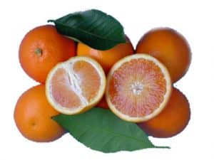 Arancio tarocco Gallo v.c.r.